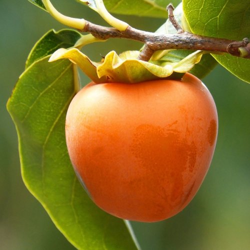 Ebenovník rajčiakový - Hurmikaki (Diospyros kaki) ´TIPO´ - výška 190-210 cm, obvod kmeňa: 10/12 cm, kont. C20L (-18°C/21°C)